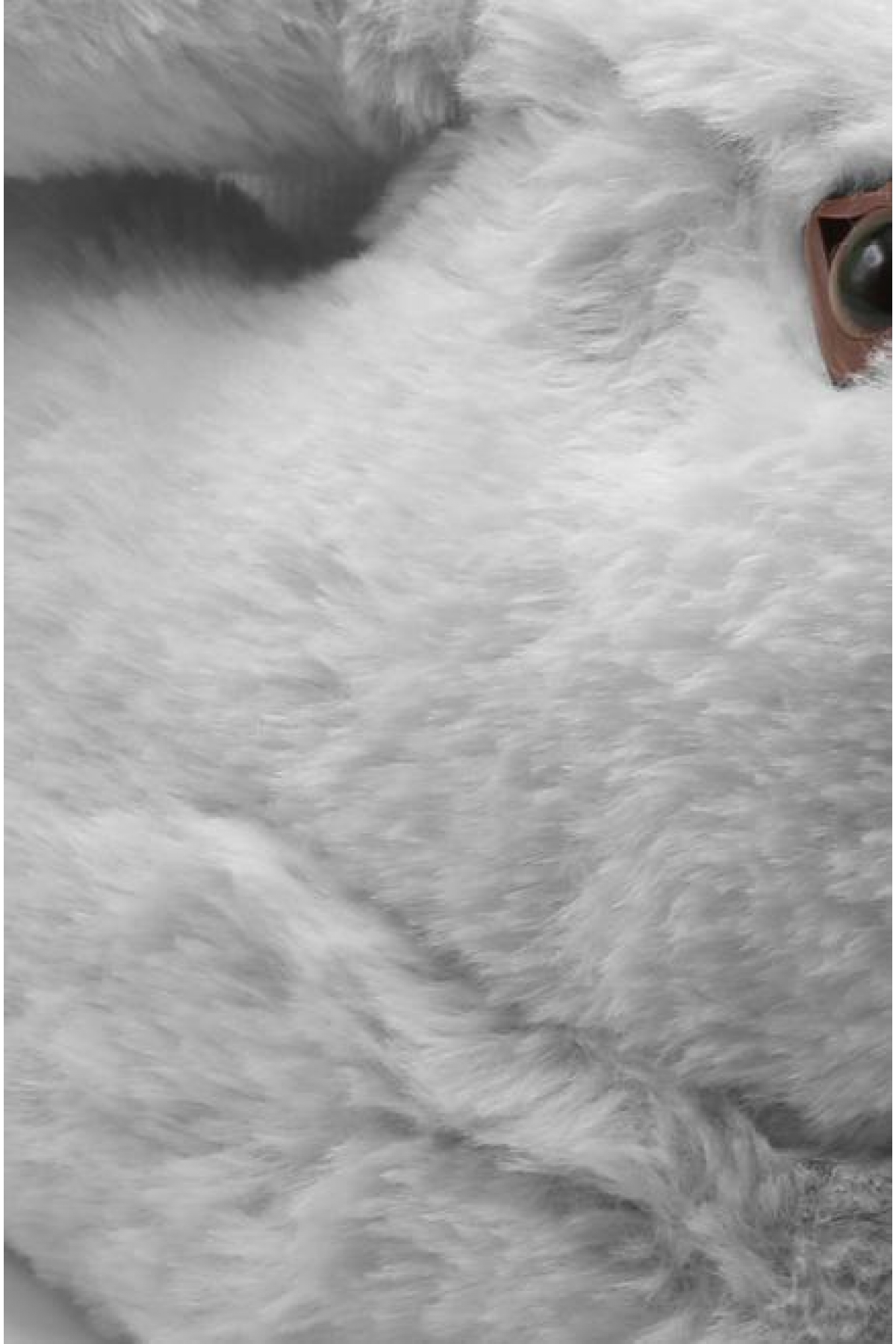 TWIGY ZULU KADIN HAYVANLI PANDUF (36-41) 21K T-ZULU Z - Görsel 3